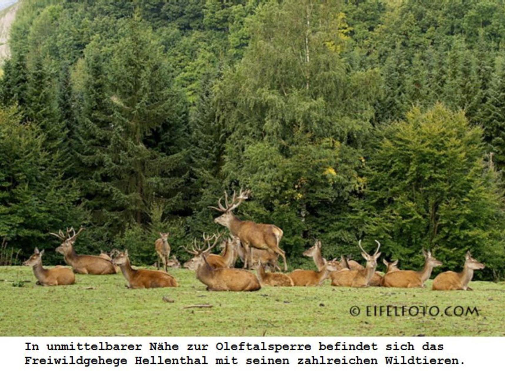 Ferienwohnung Gross A Schleiden Exterior foto